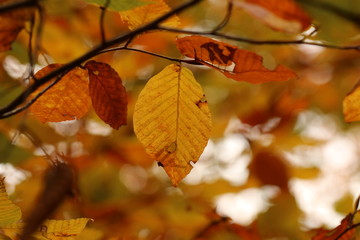 Close-up of the leaf