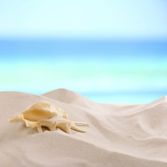 Fototapeta na wymiar Seashell and sand on sea background