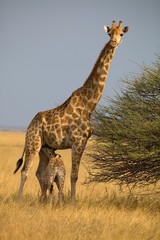 Giraffe, Giraffa camelopardalis, in Etosha National Park, Namibia