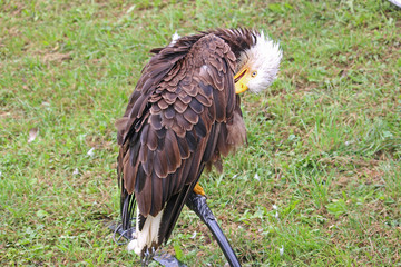Bald Eagle