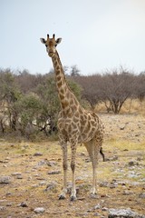 Giraffe, Giraffa camelopardalis, in Etosha National Park, Namibia