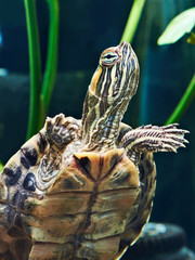 Fototapeta premium Small red-ear turtle