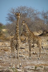 Giraffe, Giraffa camelopardalis, in Etosha National Park, Namibia