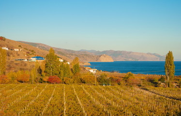 Crimean autumn landscape with vineyards, mountains and the sea