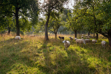 Obraz na płótnie Canvas Picturesque scene with sheep under tall trees