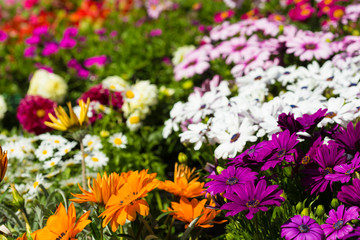 multicolored flowers Chrysanthemum