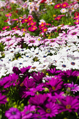 multicolored flowers Chrysanthemum