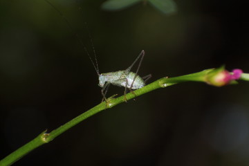 Small insect and bug