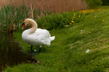 Swan cleaning oneself