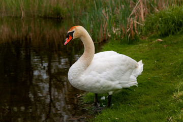  Swan goes in the lake