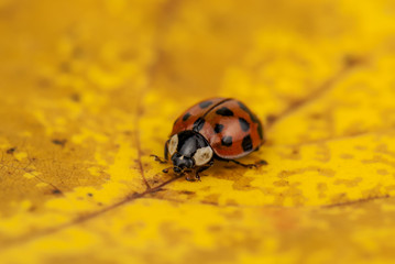 ladybug on leaf