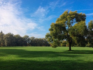 Tree in a park