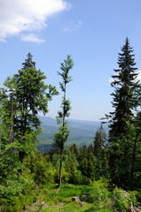Bayerischer Wald