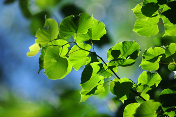 Fresh leaves