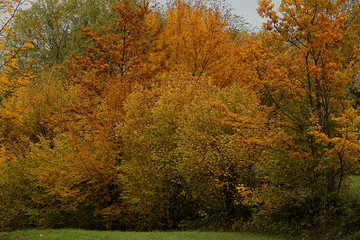 Buntes Laub der Bäume im Herbst