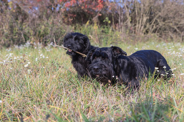 Couple of the Giant Black Schnauzer