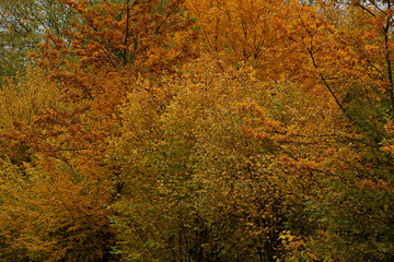 Buntes Laub der Bäume im Herbst