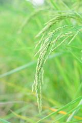 Obraz na płótnie Canvas growth paddy rice in rice fields