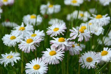 white daisy flowers in a grass