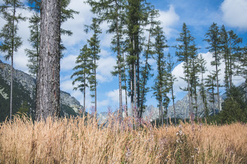 High trees in front of the mountain