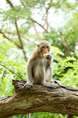 Monkey Thailand