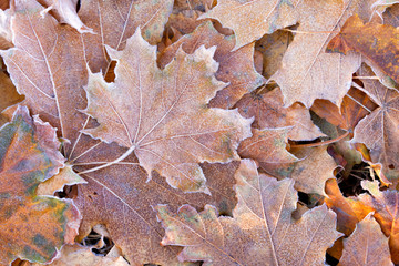 autumn background