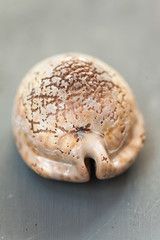Close up of a sea shell