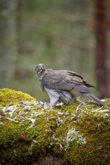 Goshawk Feeding