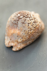 Close up of a sea shell