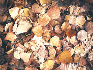 Autumn leaves