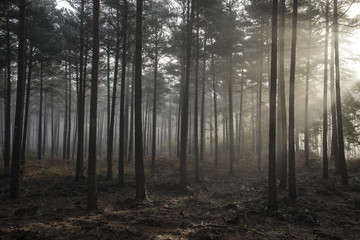 Pine forest Autumn Fall landscape foggy morning