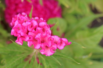 Cockscomb flowers in the garden.