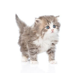 Scottish kitten looking away. isolated on white background