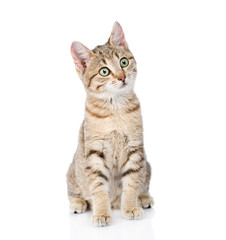 cat sitting in front and looking away. isolated on white backgro