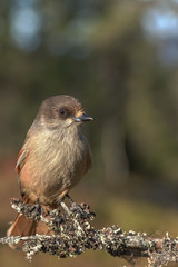 Siberian jay sitting on a dry branch