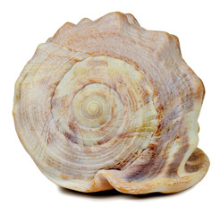sea shell