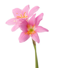 Two pink lilies isolated on a white background. Rosy Rain lily