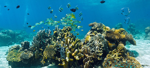 Shoal of fish on the coral reef  - panorama