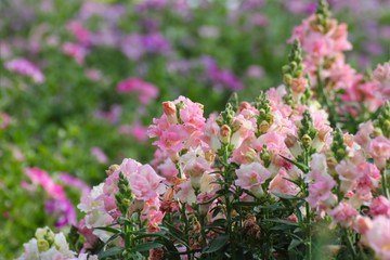 Pink snapdragons (Antirrhinum majus) in garden.
