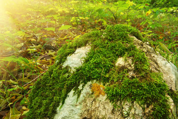 Obraz premium stone in autumn forest