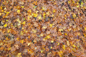 Autumn leafs background texture.