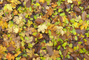Autumn leafs background texture.
