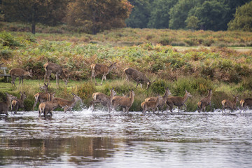 Red deer harem during Autumn rut being forced into lake by stag