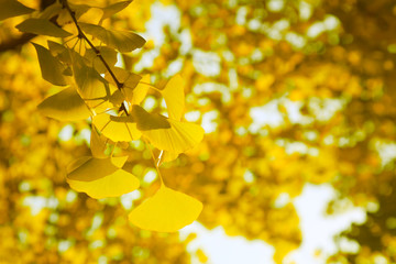 イチョウの木と青空