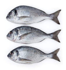 Dorado fish isolated on white background with clipping path