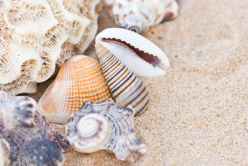 Variety of sea shells on sand.