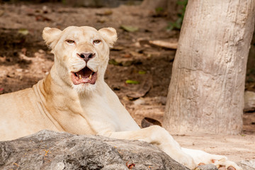 lion lies down