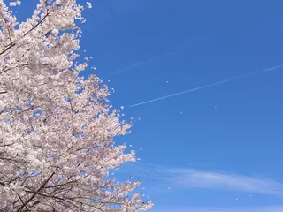 Foto auf Acrylglas Kirschblüte 桜と飛行機雲