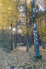 birch tree with green yellow leaves fall