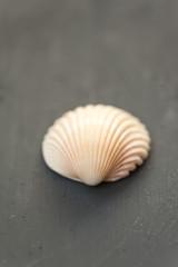 Close up of a sea shell